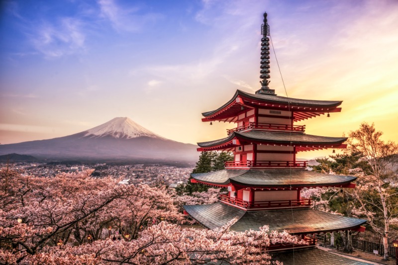 Mt.Fuji Cherry Blossoms