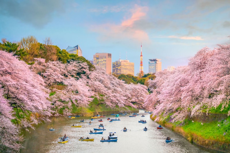 Tokyo Cherry Blossom Trip with Less Crowds