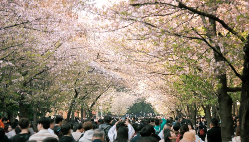 Japan Cherry Blossom Season with Large Crowds