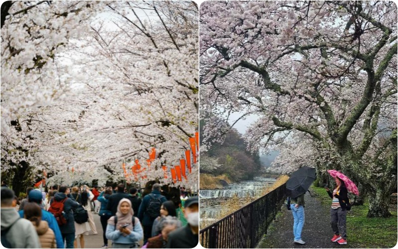 Crowded Japan cherry blossom sightseeing compared with UME Travel's less-crowded sakura itinerary