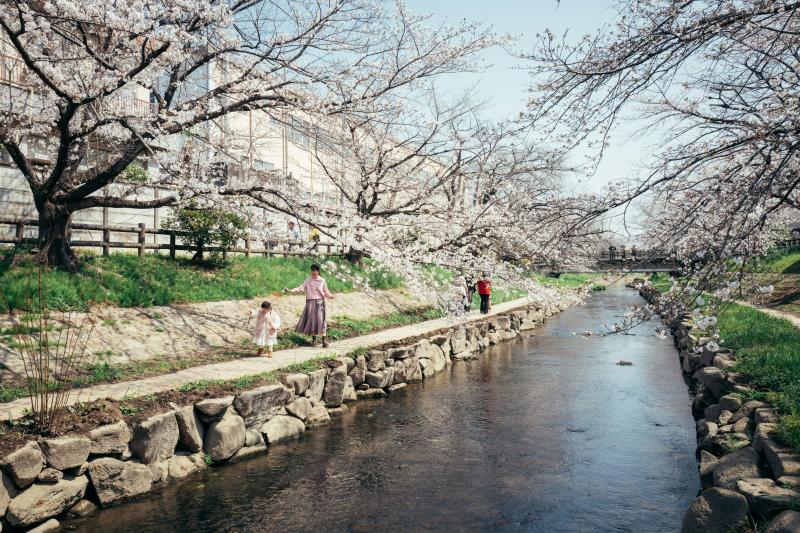Quiet riverside cherry blossom walk in Japan, ideal for a less-crowded sakura itinerary.