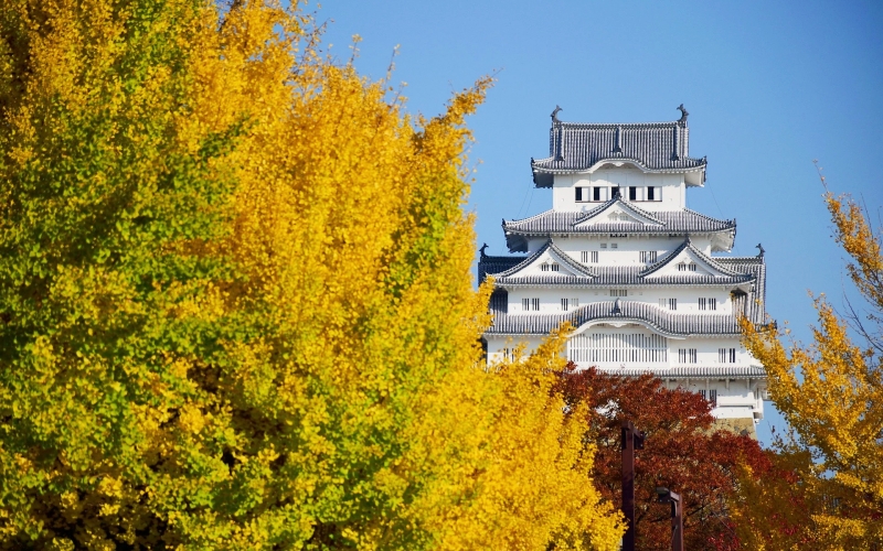 Himeji Castle at its autumn peak