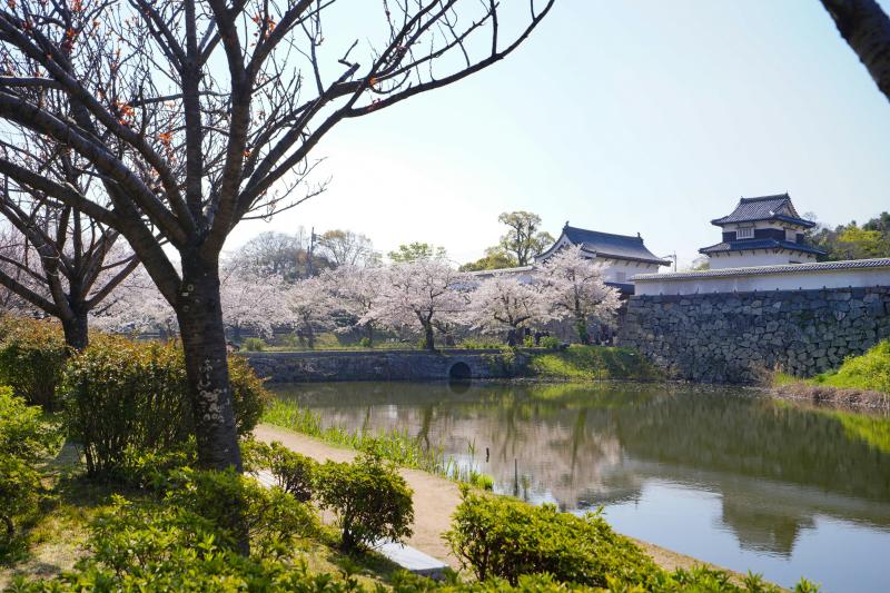 Fukuoka Castle Sakura Festival