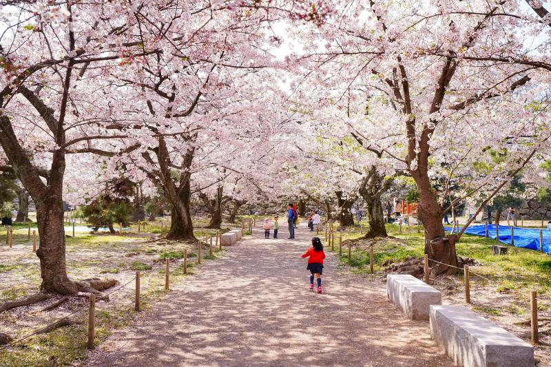 Maizuru Park in Fukuoka with Cherry Blossoms in Full Bloom during Sakura Season.