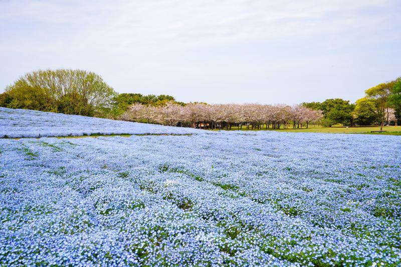 Blue Nemophila Flowers and Cherry Blossoms at Uminonakamichi Seaside Park in Fukuoka.