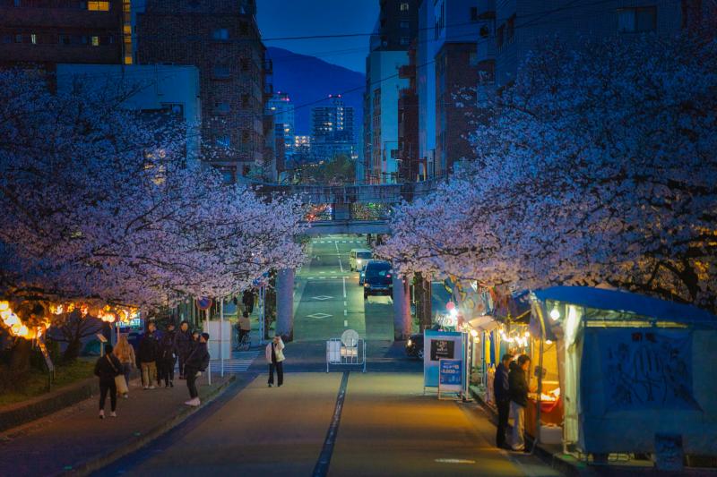 Nishi Park in Fukuoka illuminated by cherry blossoms at night during spring.