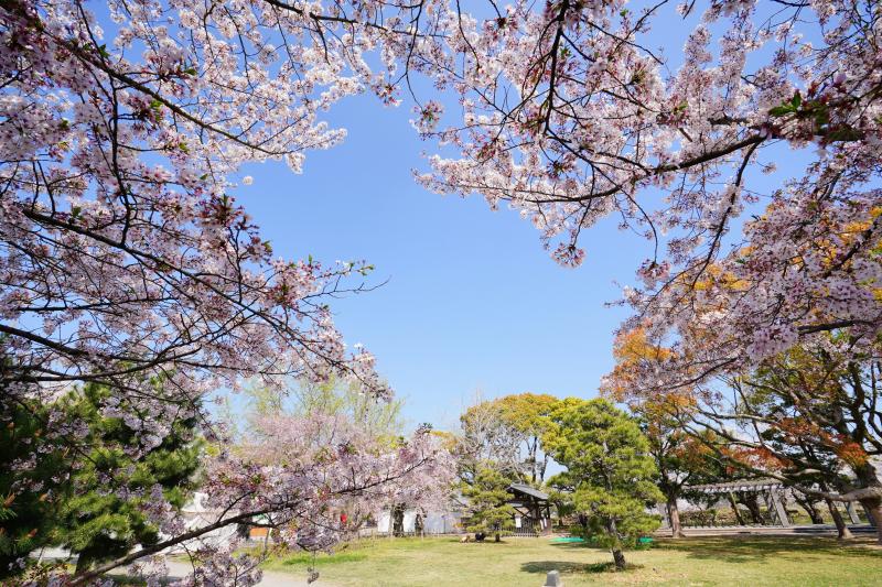 Fukuoka Sakura