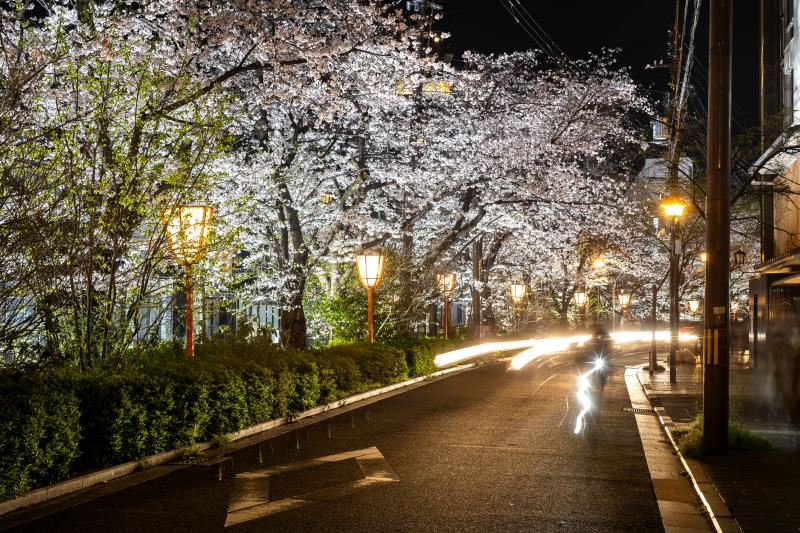 Nighttime Cherry Blossoms