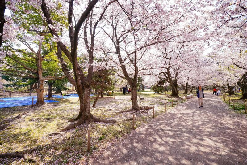 Mild spring weather in early April during Fukuoka cherry blossom season.