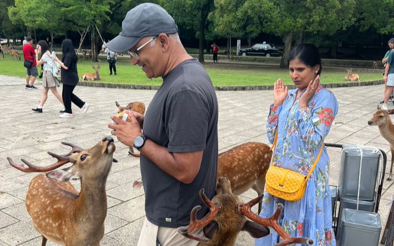 Japan Nara Park Deer Feeding Experience