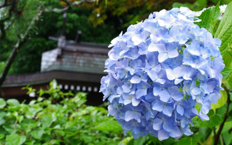 A delicate blue hydrangea blooms brightly in June, its petals refreshed by rainy morning moisture near a traditional Japanese temple.