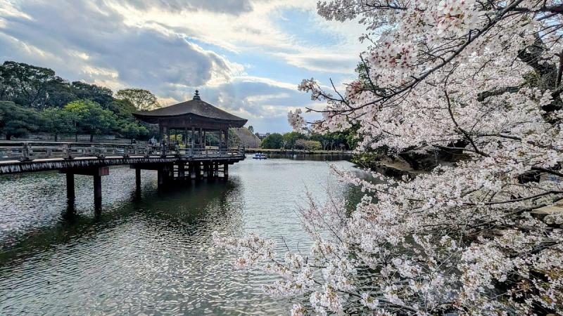 Cherry blossoms beside a lakeside pavilion in Japan, photographed by UME traveler Sharon N.