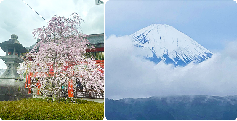 Cherry blossoms and Mt. Fuji photographed by this Texas couple on their UME Travel sakura trip.