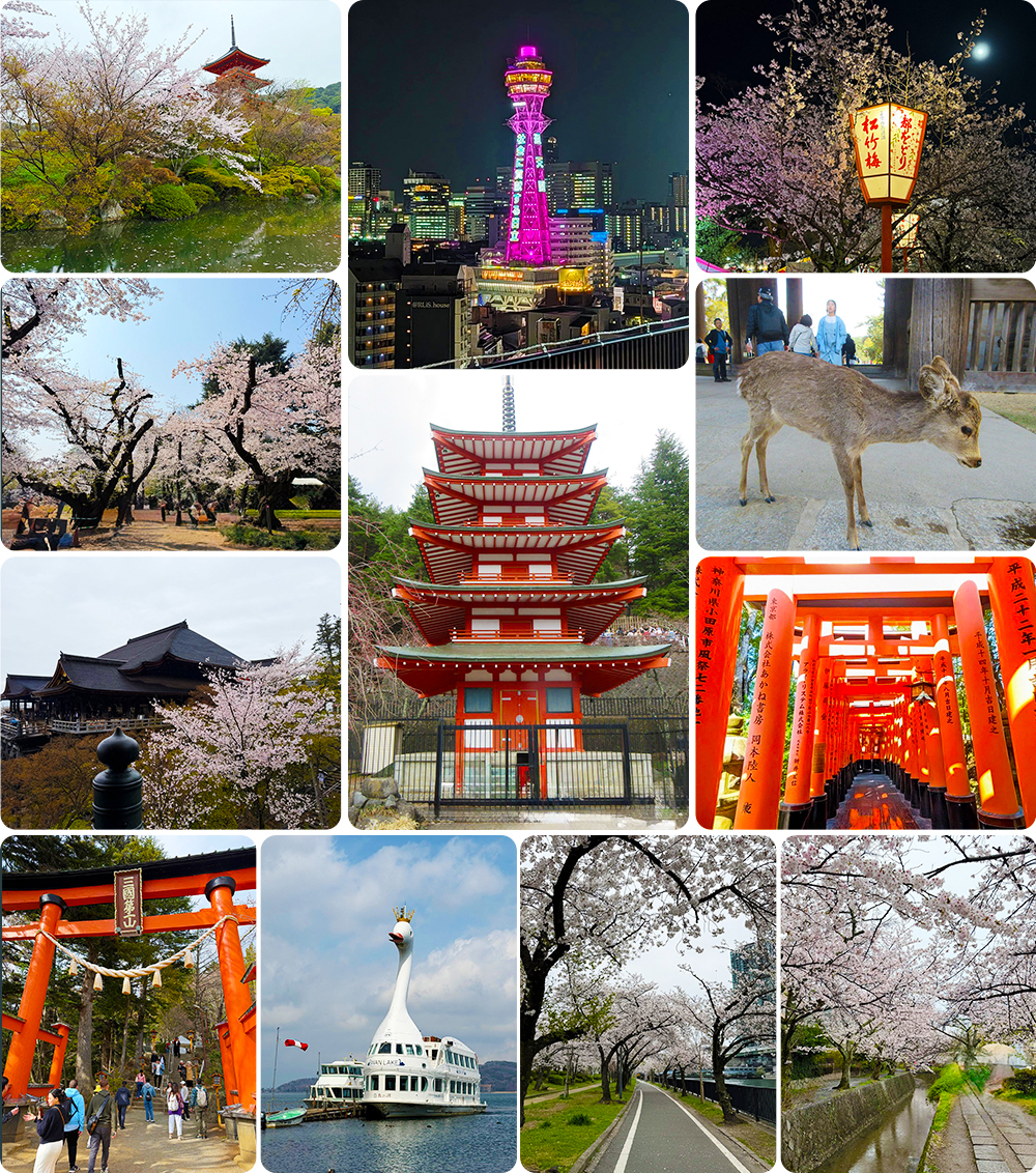 Japan cherry blossoms, Mt. Fuji, Kyoto temples, and Nara deer photographed by Sharon N during her daughter's graduation trip.
