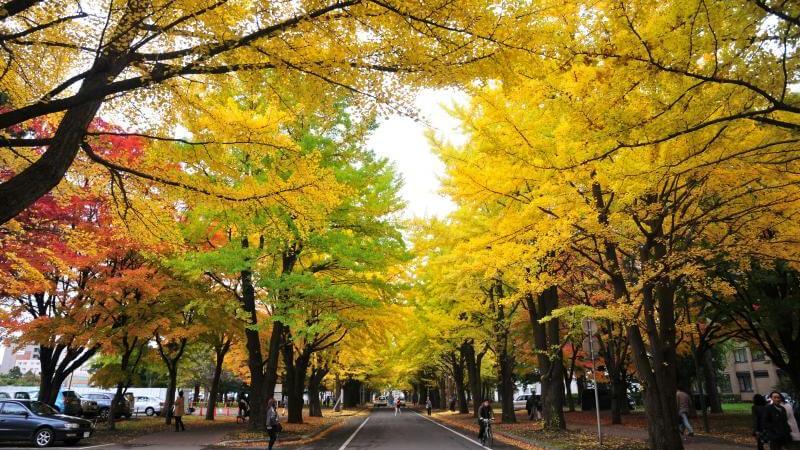 Hokkaido Fall Colors at Sapporo in Early November