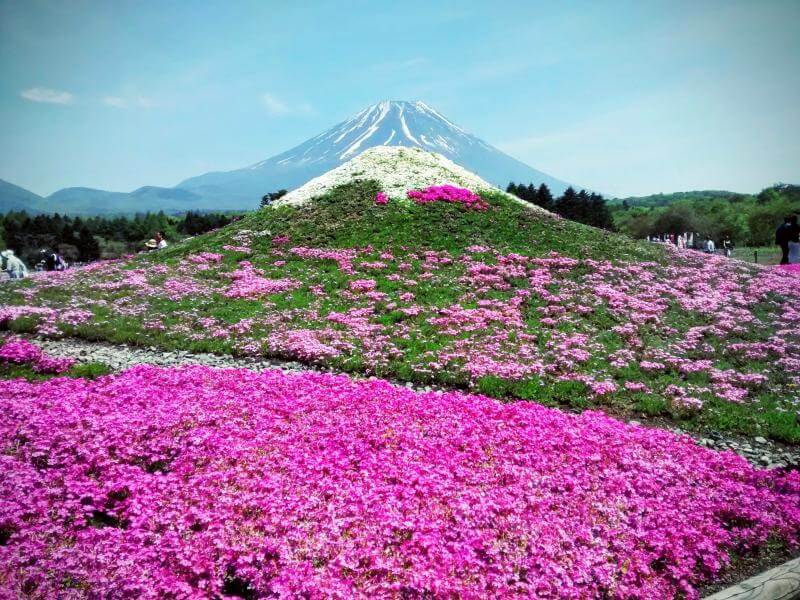 Enjoy Fuji Shibazakura When You Visit Japan in May