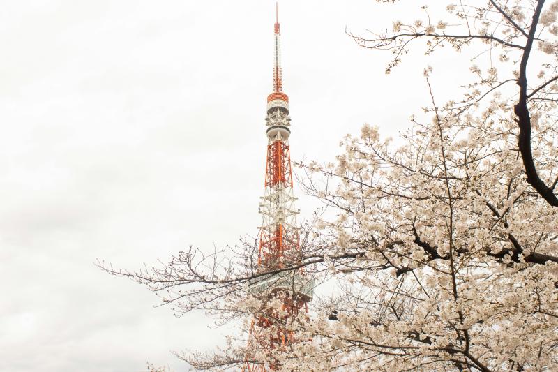 Things to See in Japan in March: Tokyo Tower Cherry Blossoms