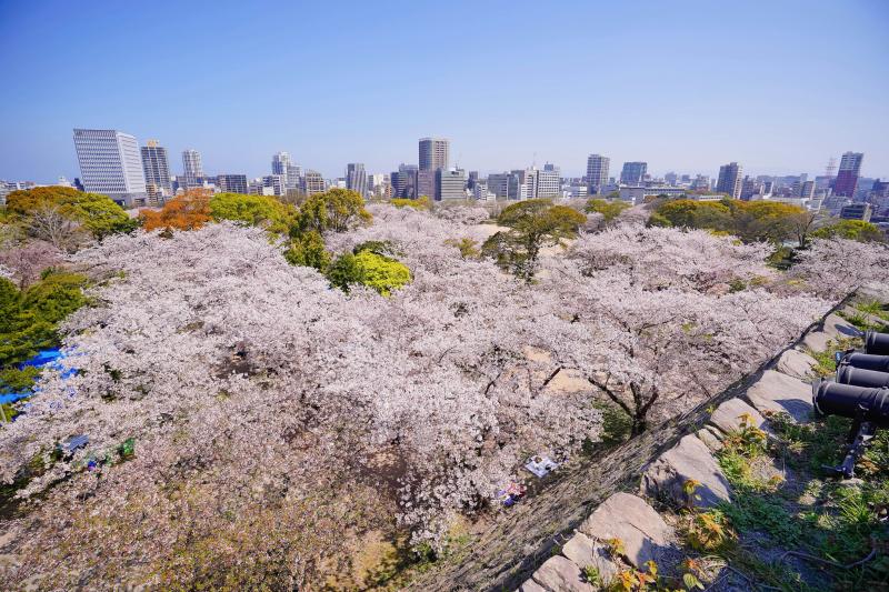 Fukuoka Cherry Blossom at Maizuru Park