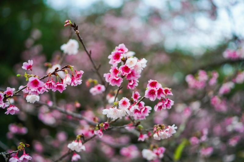 Okinawa Cherry Blossom Festival