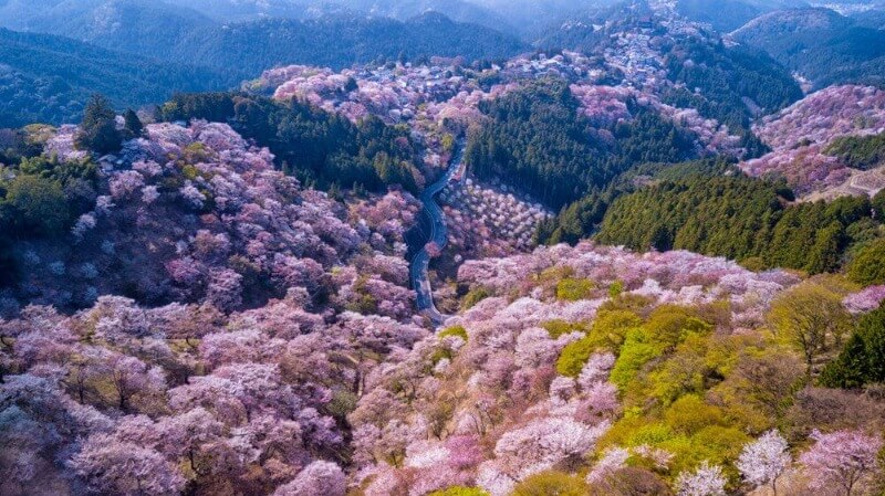Mount Yoshino Sakura