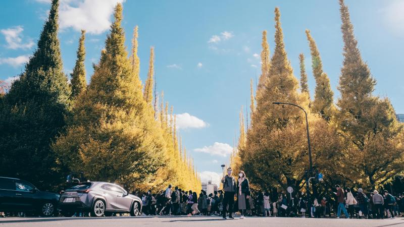 Jingu Gaien Ginkgo Festival in November