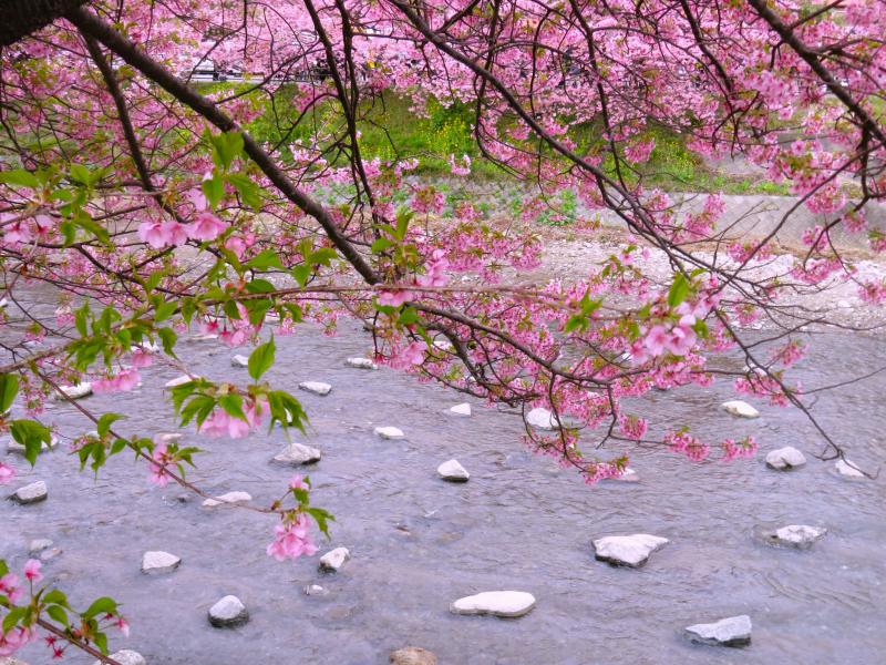Kawazu-zakura Cherry Blossoms Festival