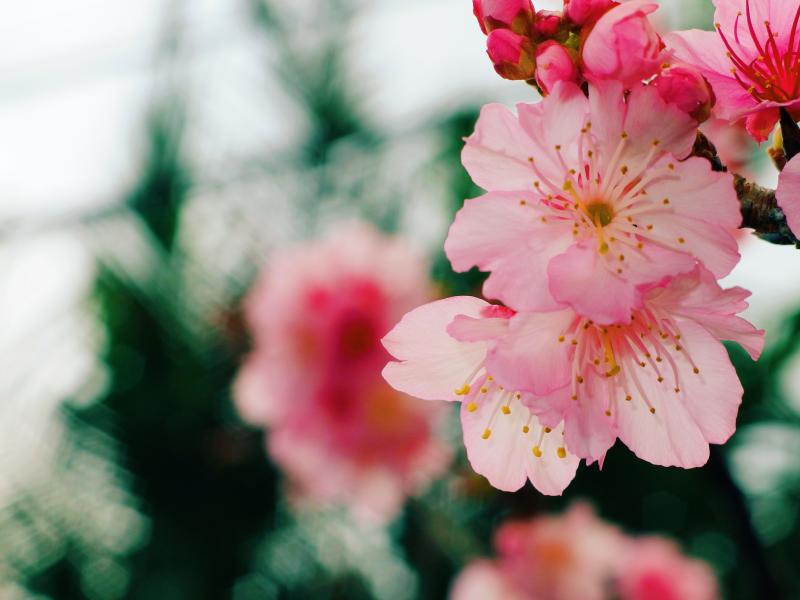 Okinawa Cherry Blossom Season