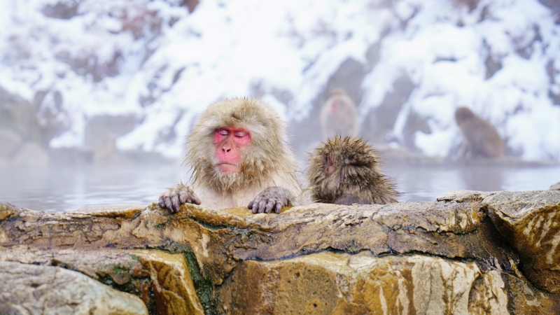 Snow monkeys relax in a hot spring at Jigokudani, Japan.