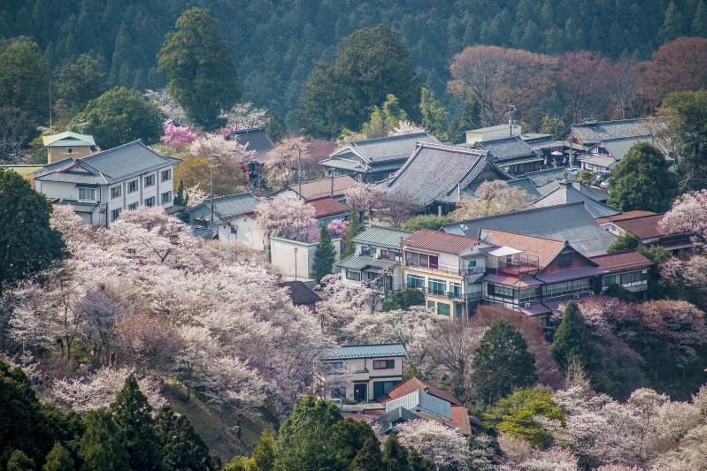 Yoshino Cherry Blossom, Nara