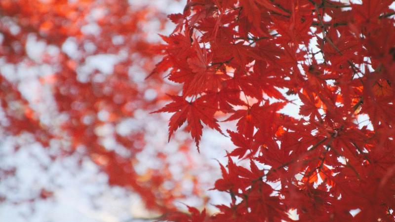 Hakone Red Leaves