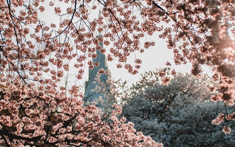 Shinjuku Gyoen Sakura Is What to See in Tokyo