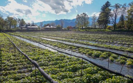 Daio Wasabi Farm in a sunny day