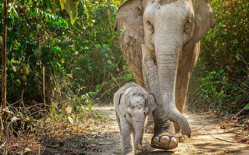 Walking with the elephants through their natural habitat.