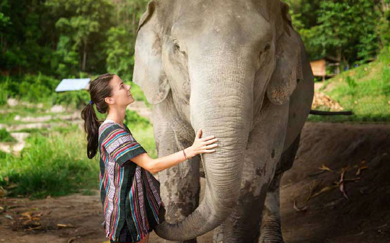 Feeding the elephants.