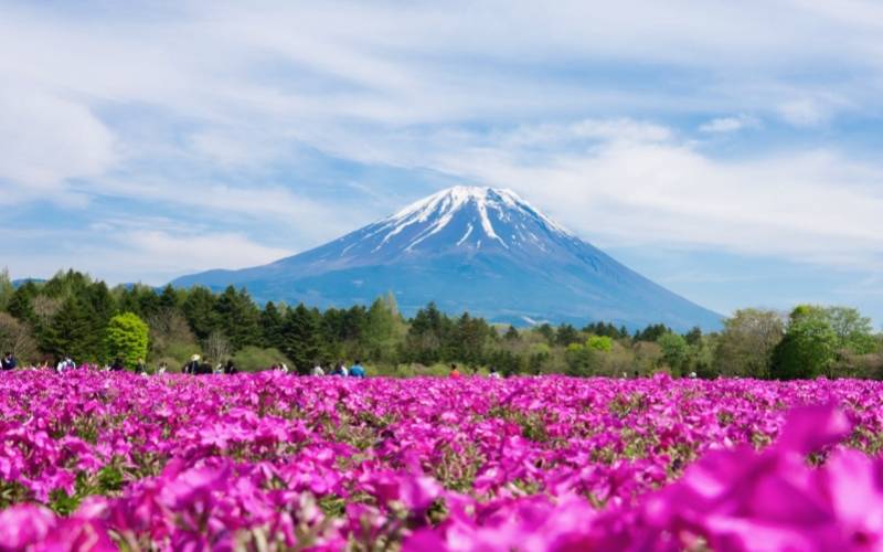 Japan Weather in May 2026: Travel Guide, Festivals, and Top Experiences