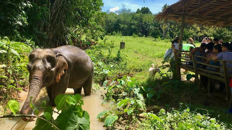 Phuket Elephant Sanctuary - Thailand Travel Guide | UME Travel