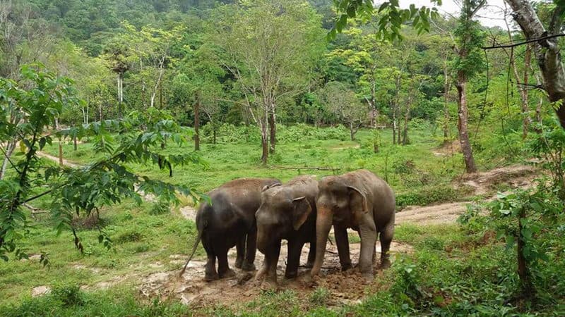 Top 10 Elephant Conservation in Phuket - Thailand Travel Guide | UME Travel