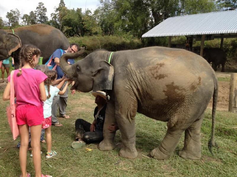 Elephant Retirement Park - Thailand Travel Guide | UME Travel