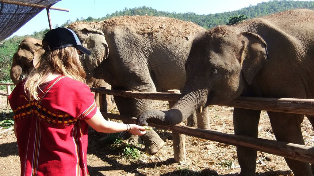 Feeding elephants with fruits and vegetables.