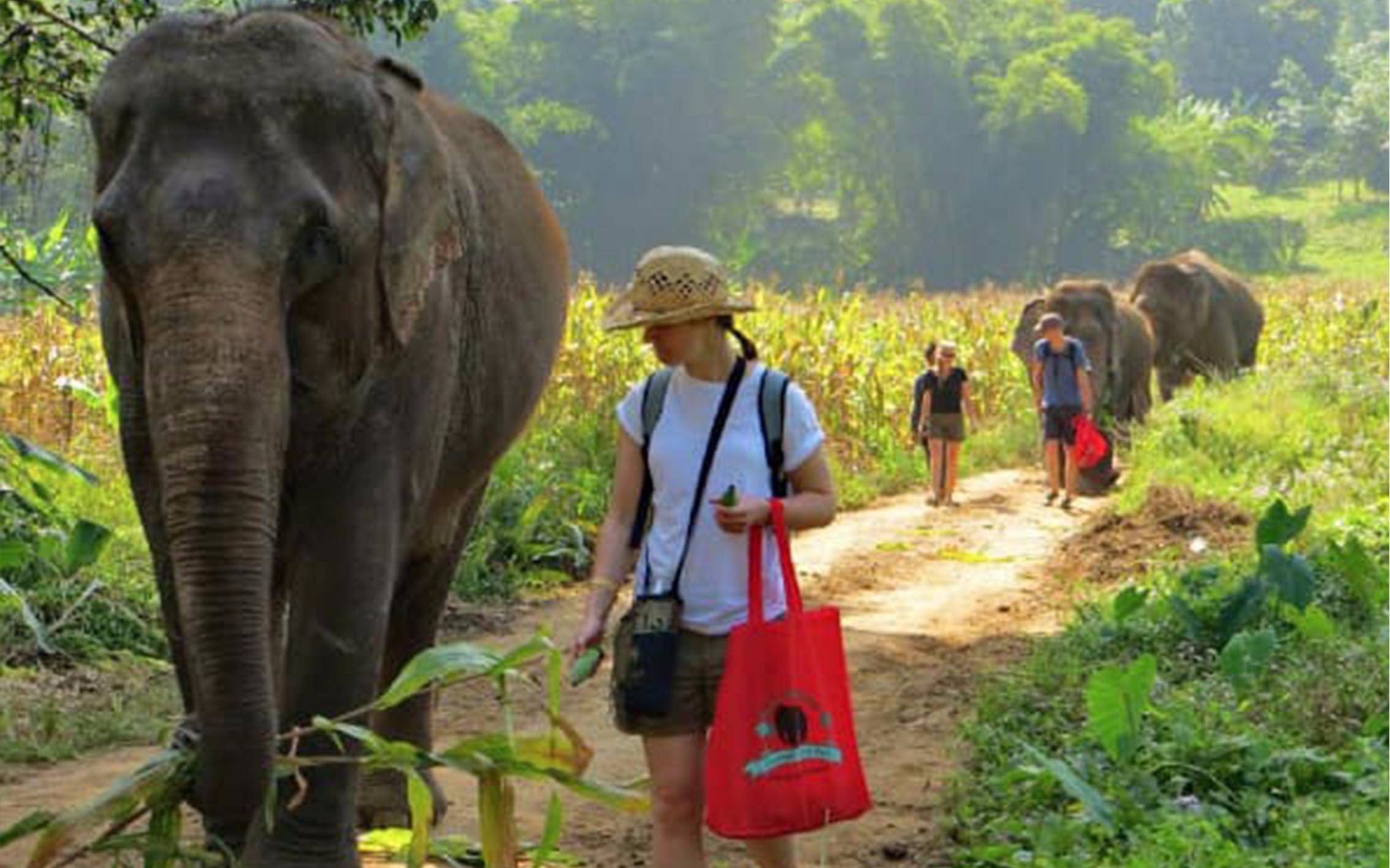 Trekking with elephants.