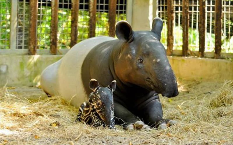 Tapir