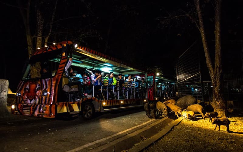 Guides to Chiang Mai Night Safari Park UME Travel