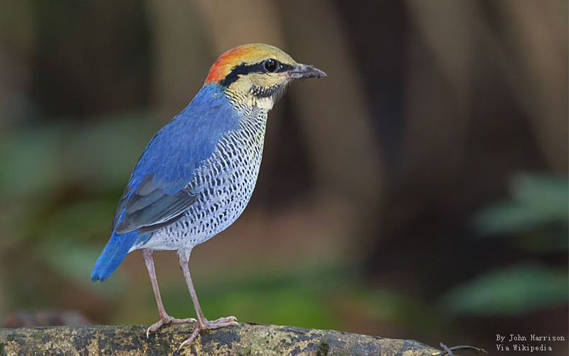 Khao Yai National Park4