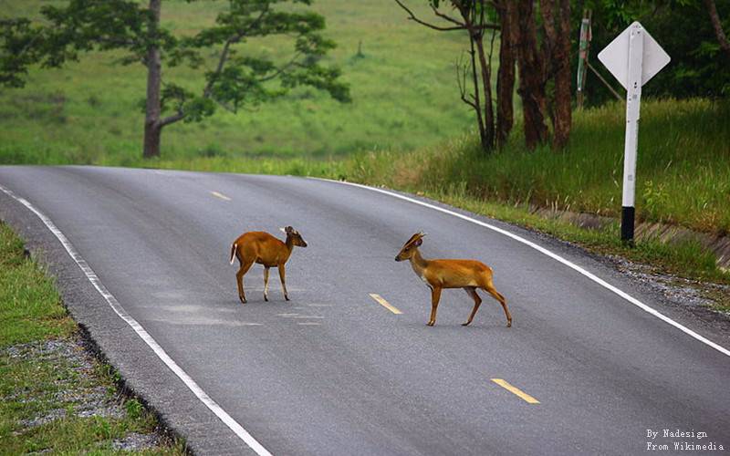 Khao Yai National Park3