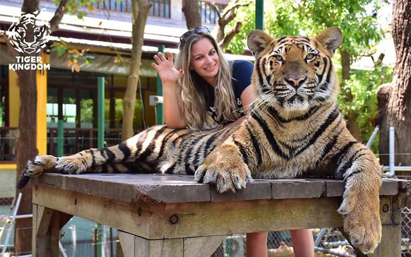 Phuket Tiger Park: Close Interact with Tigers | UME Travel
