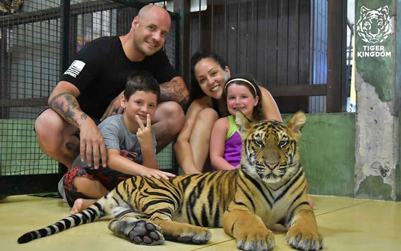 Phuket Tiger Park: Close Interact with Tigers | UME Travel