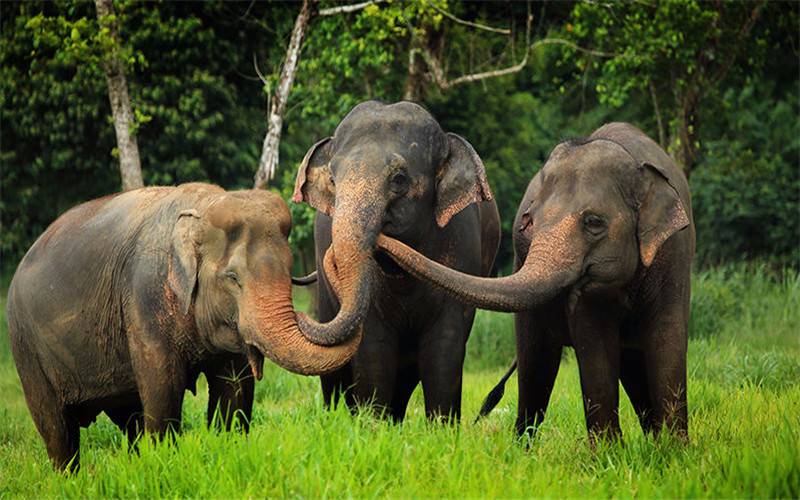 Riding Elephant in Thailand