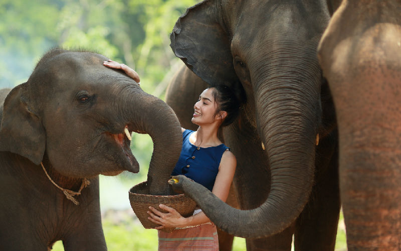 Thai Elephant: The National Symbol of Thailand | UME Travel