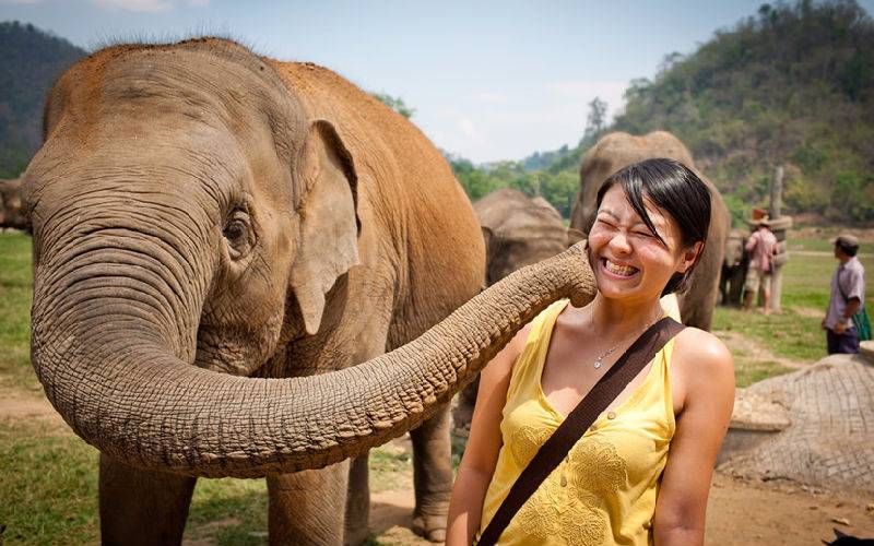 Top 5 Chiang Mai Elephant Tour