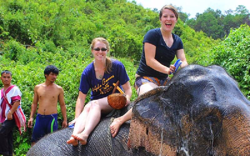 Top 10 Elephant Experience in Chiang Mai